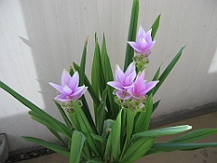 Tulipe de Siam 4 fleurs 06